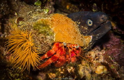 Muraena helena and Dardanus calidus with an anemone, Fonz... by Ivan Vychodil 